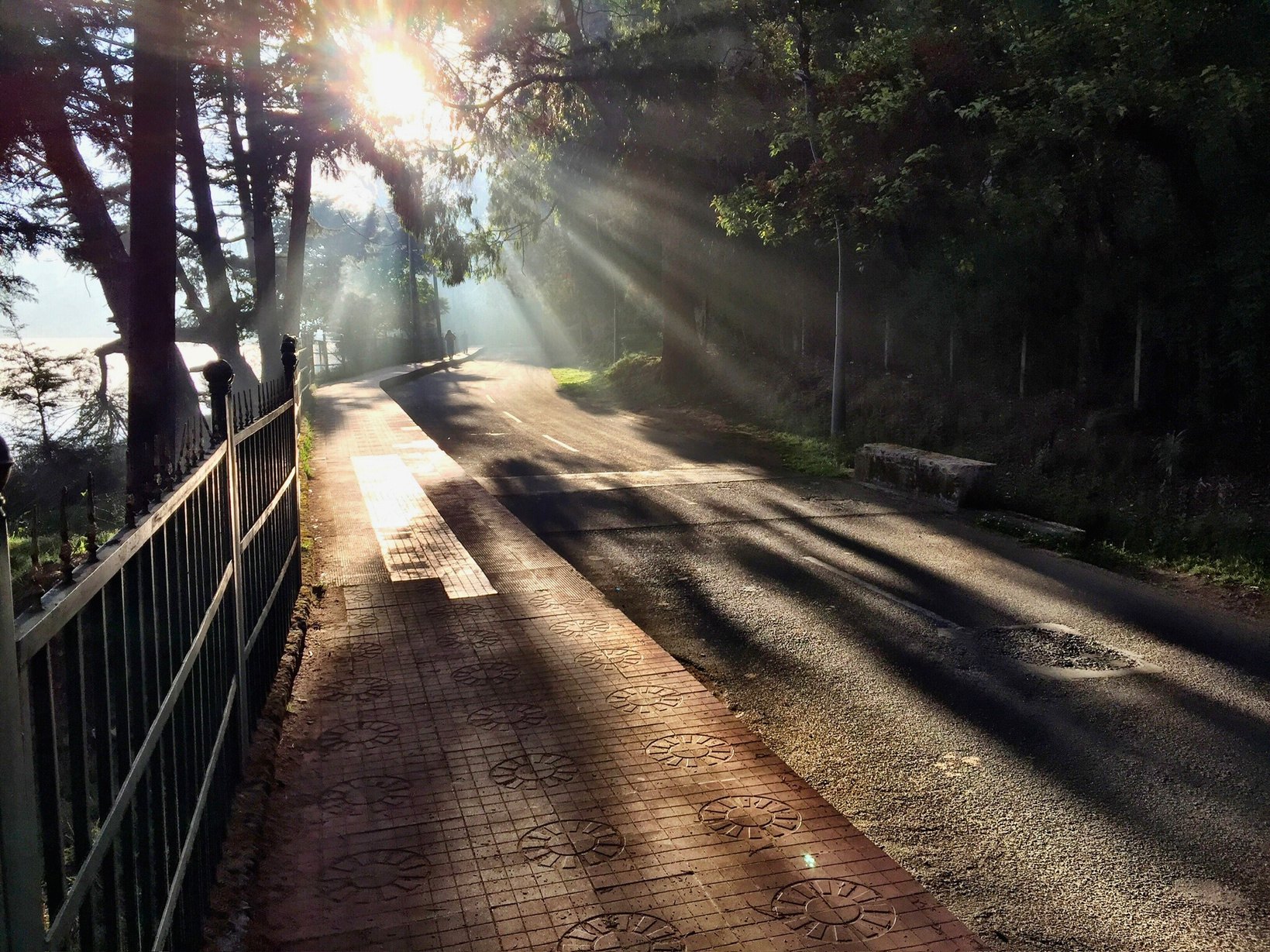 Misty forest road at first light