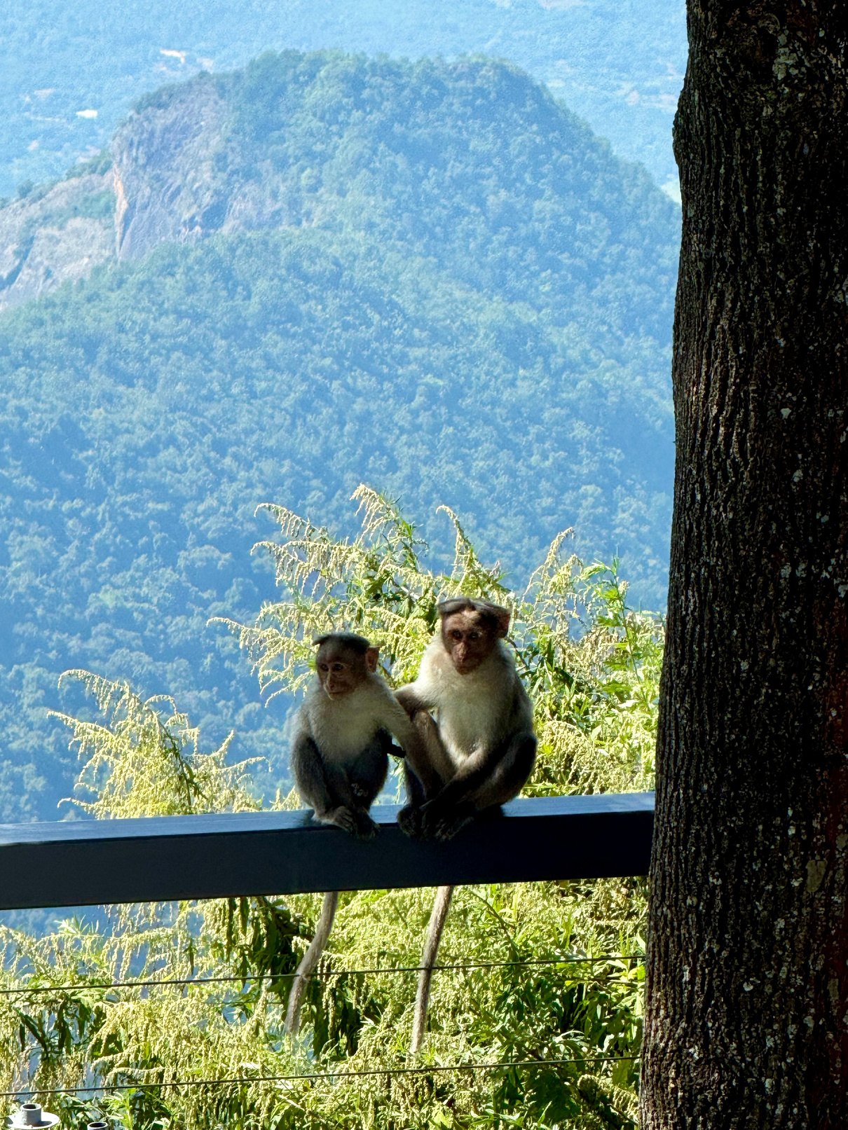 Bird & wildlife watching